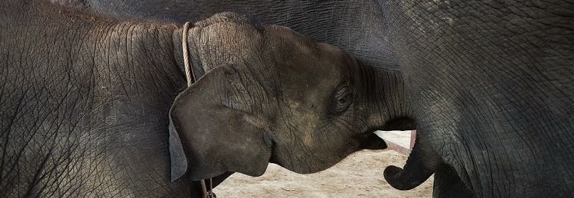 Baby Elephant Taking Mother's Milk
