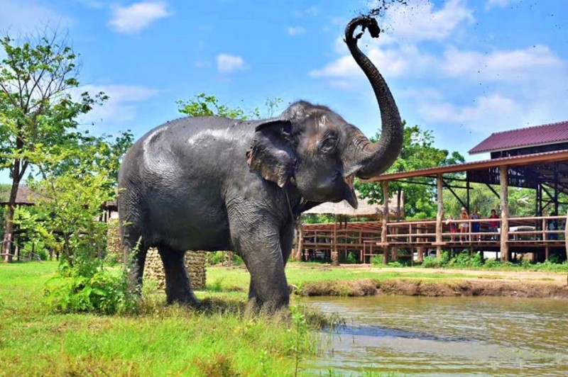 elephant sanctuary tour from bangkok